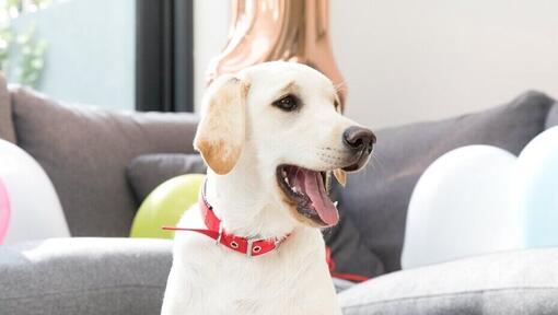 Keltainen labradorinnoutaja kotona suu auki