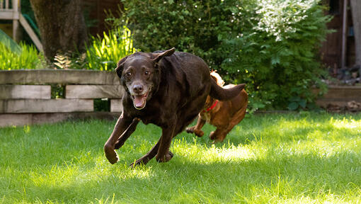 Koira juoksee toisen koiran kanssa