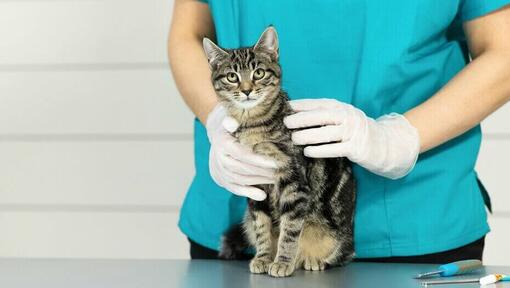 Eläinlääkäri pitää nuorta kissanpentua