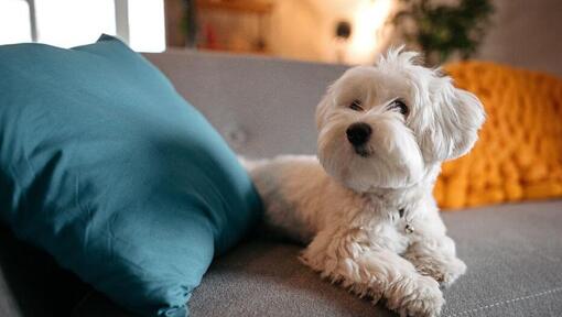 Maltan koira makaa sohvalla
