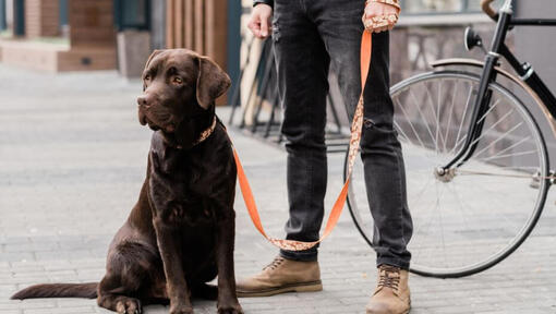 Labradorinnoutaja seisoo omistajansa vieressä