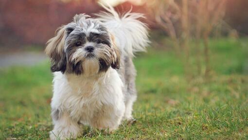 shih tzu -koira kävelee nurmikolla