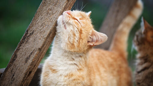 inkiväärinen kissa hankaa puunpalaa vasten