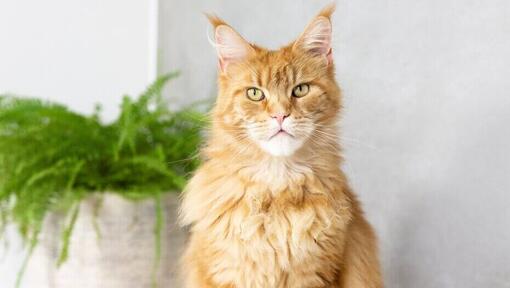 Ginger Maine Coon istuu