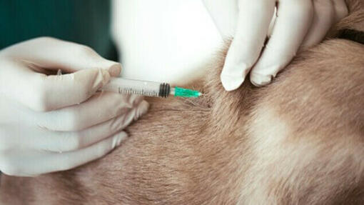 Koiran rokottaminen