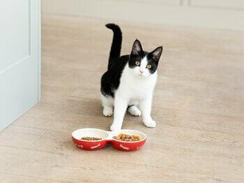Musta ja valkoinen kissa ja kissanruoka kulhoissa