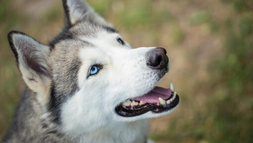 husky katsoo ylöspäin suu auki