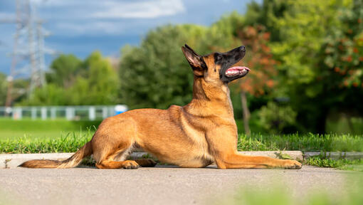 Belgianpaimenkoira Malinois ylöspäin katsominen