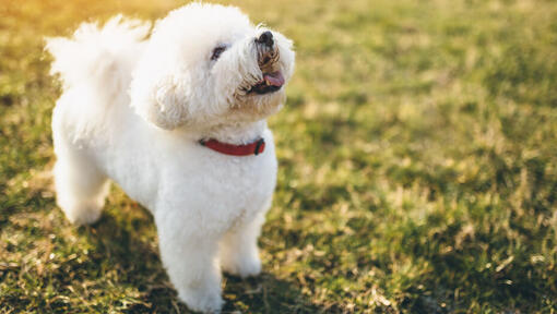 Bichon Frise ylöspäin katsominen