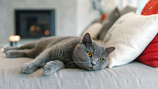 Brittiläinen lyhytkarvainen kissa nukkuu päiväunet sohvalla.