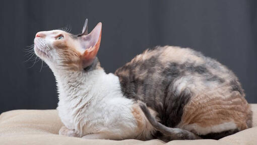 Cornish Rex -kissa makaa sohvalla...