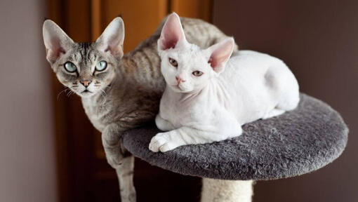 Kaksi Devon Rex -kissaa ottaa torkut yhdessä