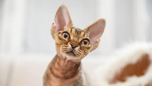 Devon Rex kissanpentu katselee jotakuta