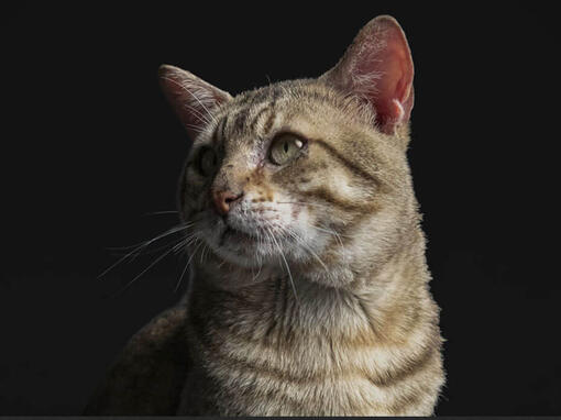 pro plan cat
