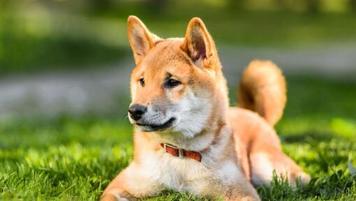 Shiba Inu makaa nurmikolla