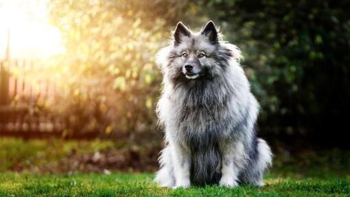 Keeshond seisoo takapihalla