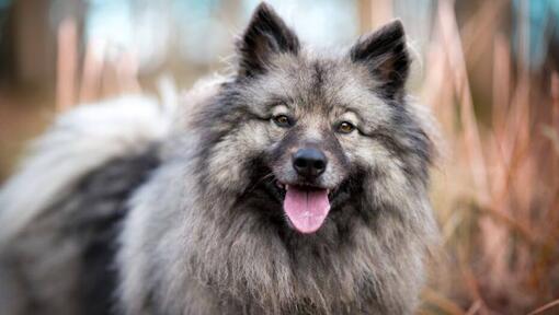 Keeshond kielellä