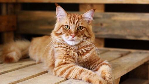 Ginger Maine Coon makaa pöydällä.