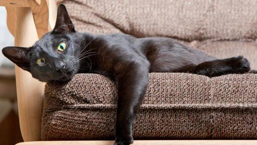 Itämainen lyhytkarvainen kissa makaa sohvalla
