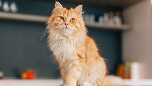 Persialainen pitkäkarvainen kissa seisoo keittiössä