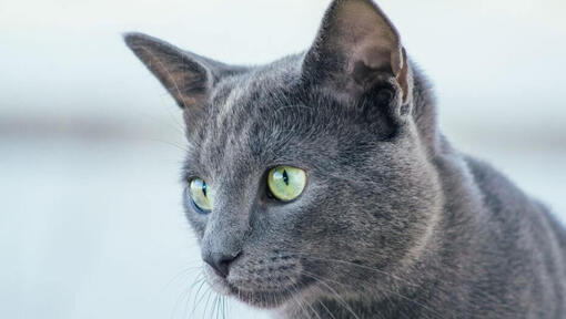 Venäläinen sininen kissa katselee jotakuta