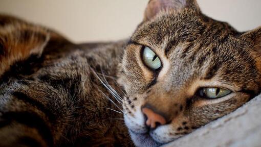 Savannah cat is preparing for a sleep