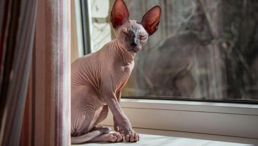 Sphynx cat is standing on a windowsill