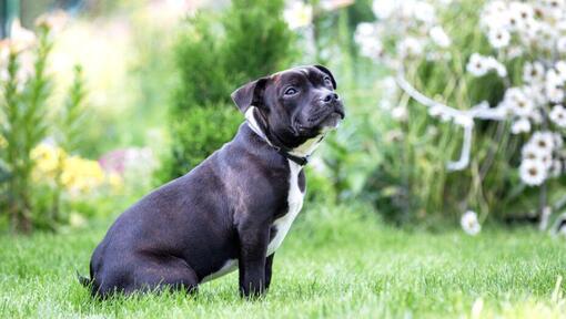 Staffordshirenbullterrieri nurmikolla istuen