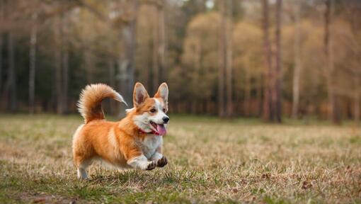 Welsh Corgi juoksee metsässä