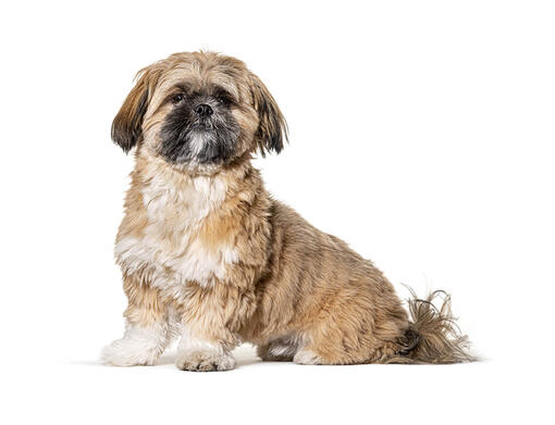 Shih Tzu 