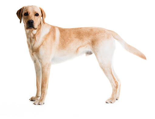 Labradorinnoutaja Mobili