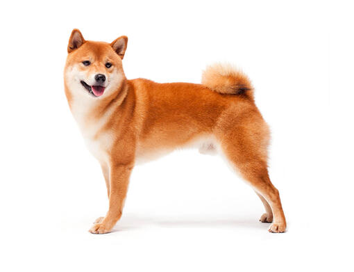 Shiba Inu Mobili