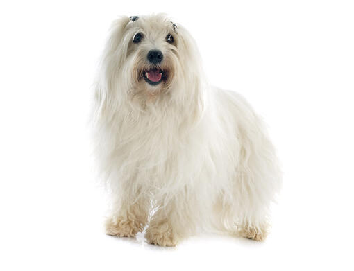 Puuvilla Tulear