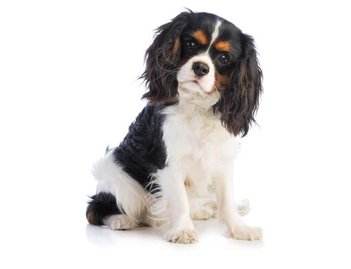 Cavalier kingcharlesinspanieli