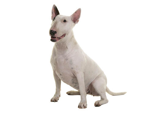 Bullterrieri
