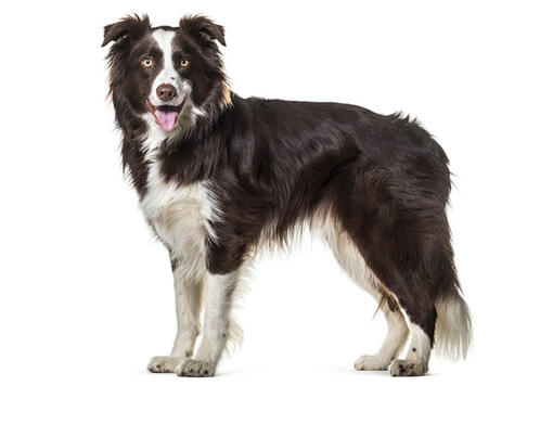 Bordercollie Mobili