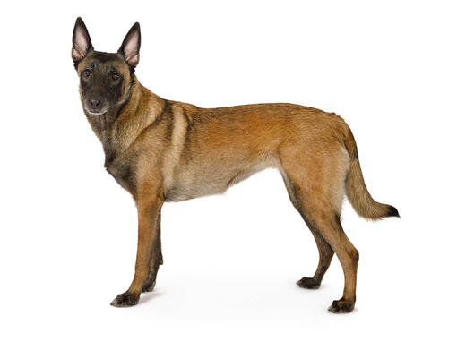 Belgianpaimenkoira Malinois Mobili