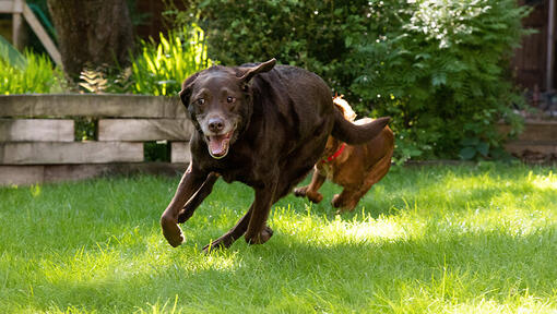 kaksi koiraa juoksee kilpaa puutarhassa