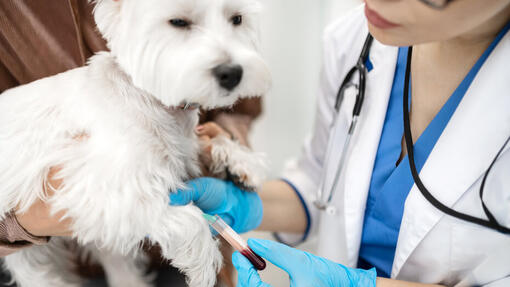 Valkoinen koira eläinlääkärin tarkastuksessa