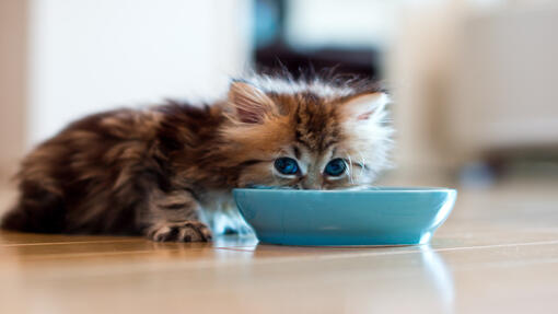 Kissanpentu syö sinisestä kulhosta