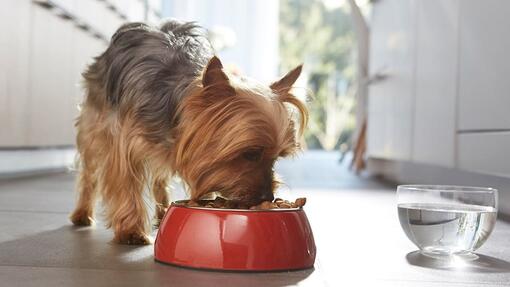 Dog eating food from red bowl