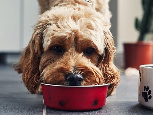 Dog eating food from red bowl