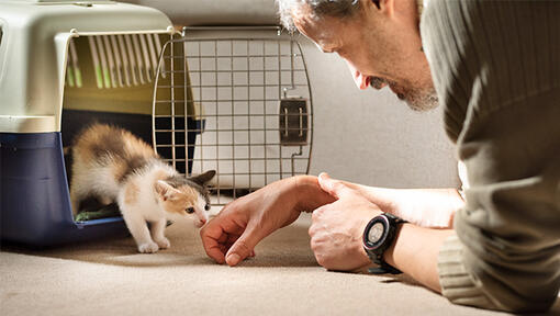 Cat licking hand