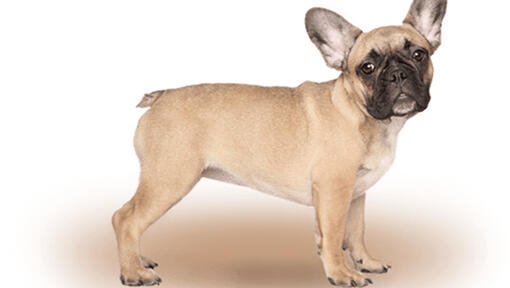 Bouledogue