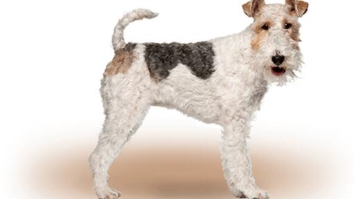 Fox Terrier