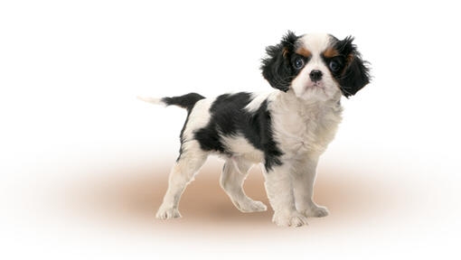 Race Chien Cavalier