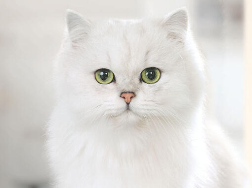 Gourmet valkoinen kissa