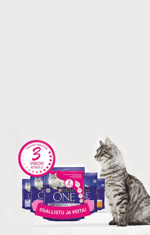 Purina One cat