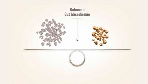 Kun koirasi suolistomikrobiomi on tasapainossa, niin myös sen yleinen terveys on tasapainossa.