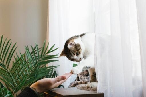 Cat touching paws